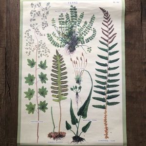 Ferns Wall Poster